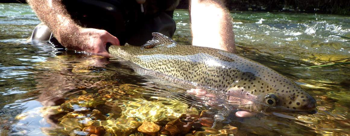 Initiation : Perfectionnement pêche de la truite dans les Pyrénées (mouche,  leurres et toc)