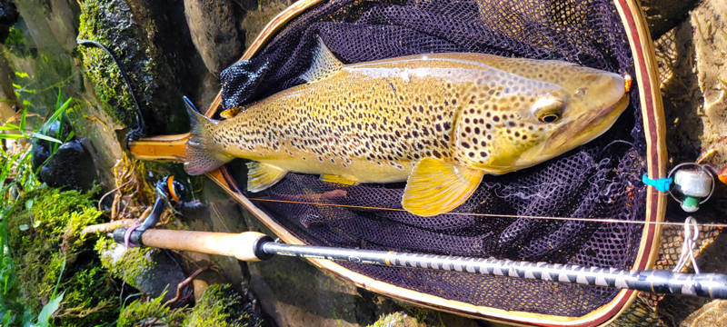 stage de pêche en nymphe au toc